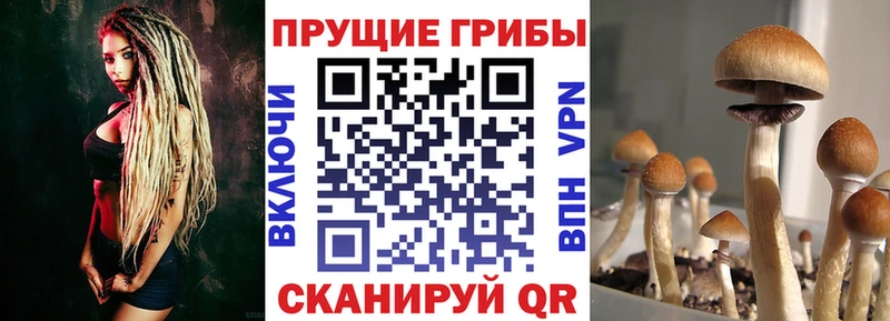 Галлюциногенные грибы прущие грибы  Алушта 